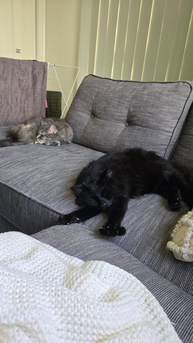 🌿 PearlescentMoon 🌿 tweet media