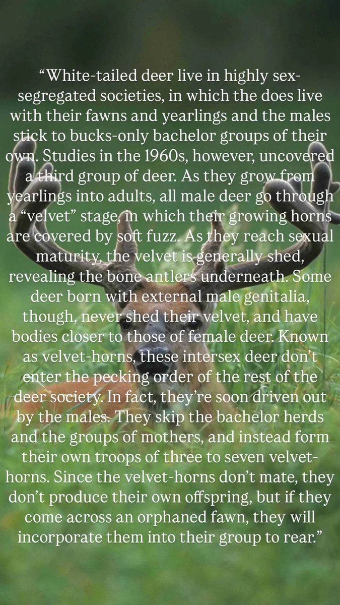 kristydoerr's tweet photo. Some of my favorite fun animal facts from “Queer Ducks” by Eliot Schrefer🌈 https://t.co/UQ05ymBJUl