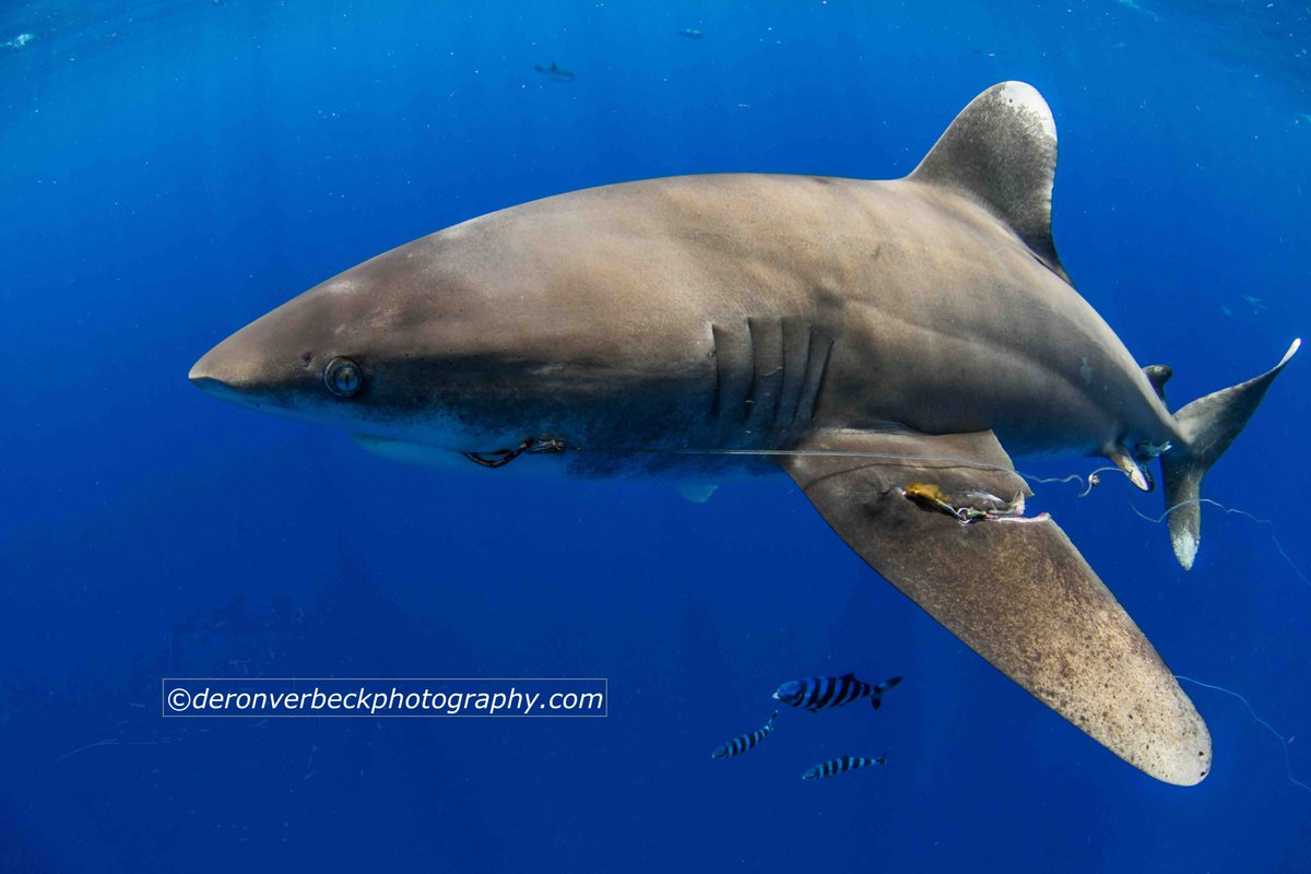 SHARKED Act sponsored by sports fishing lobby reintroduced by Wittman. Support science notemotional vendetta <a href="/Change/">Change.org</a>  chng.it/qgxbQ9wJvv