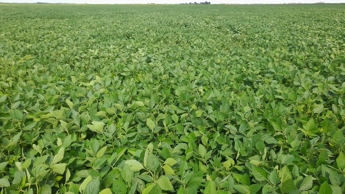 Mariano Martinez tweet media