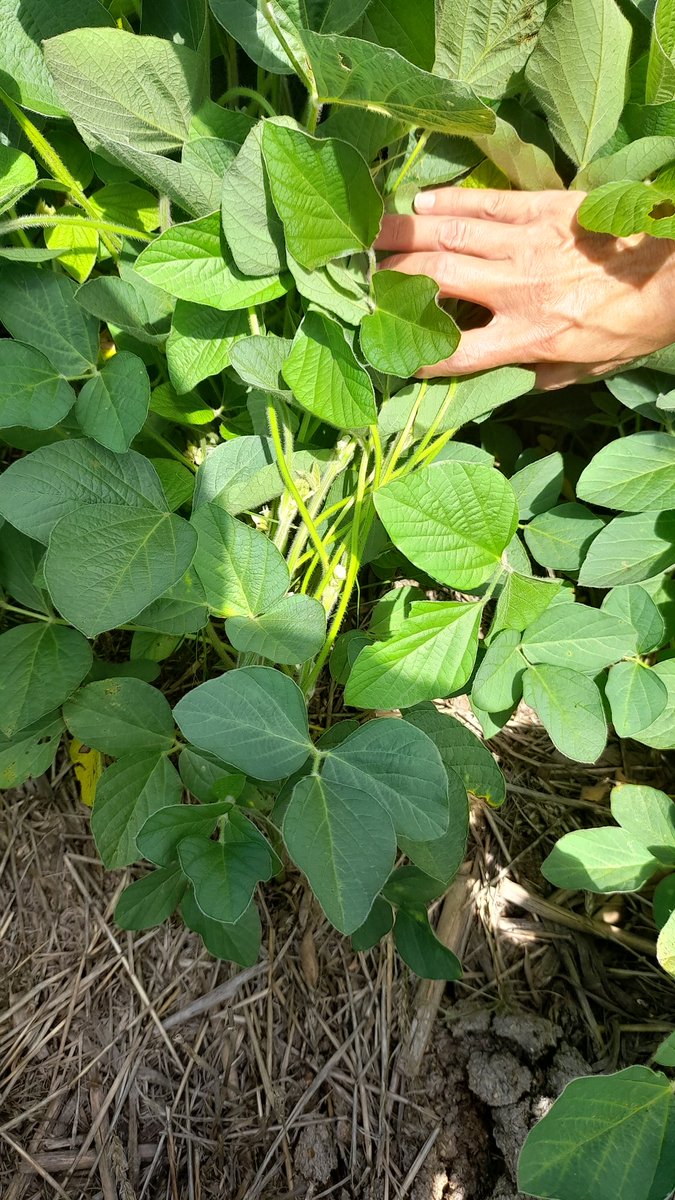 Mariano Martinez tweet media