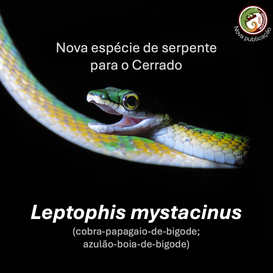 diegojsantana's tweet photo. 📢🐍 Nova espécie de cobra-papagaio descoberta no Cerrado!

Foi descrita Leptophis mystacinus, uma serpente de cores vibrantes com duas faixas verdes e uma linha vertebral amarelada. O nome faz referência à faixa preta no focinho que lembra um “bigode” https://t.co/KaIGa4EZ7v