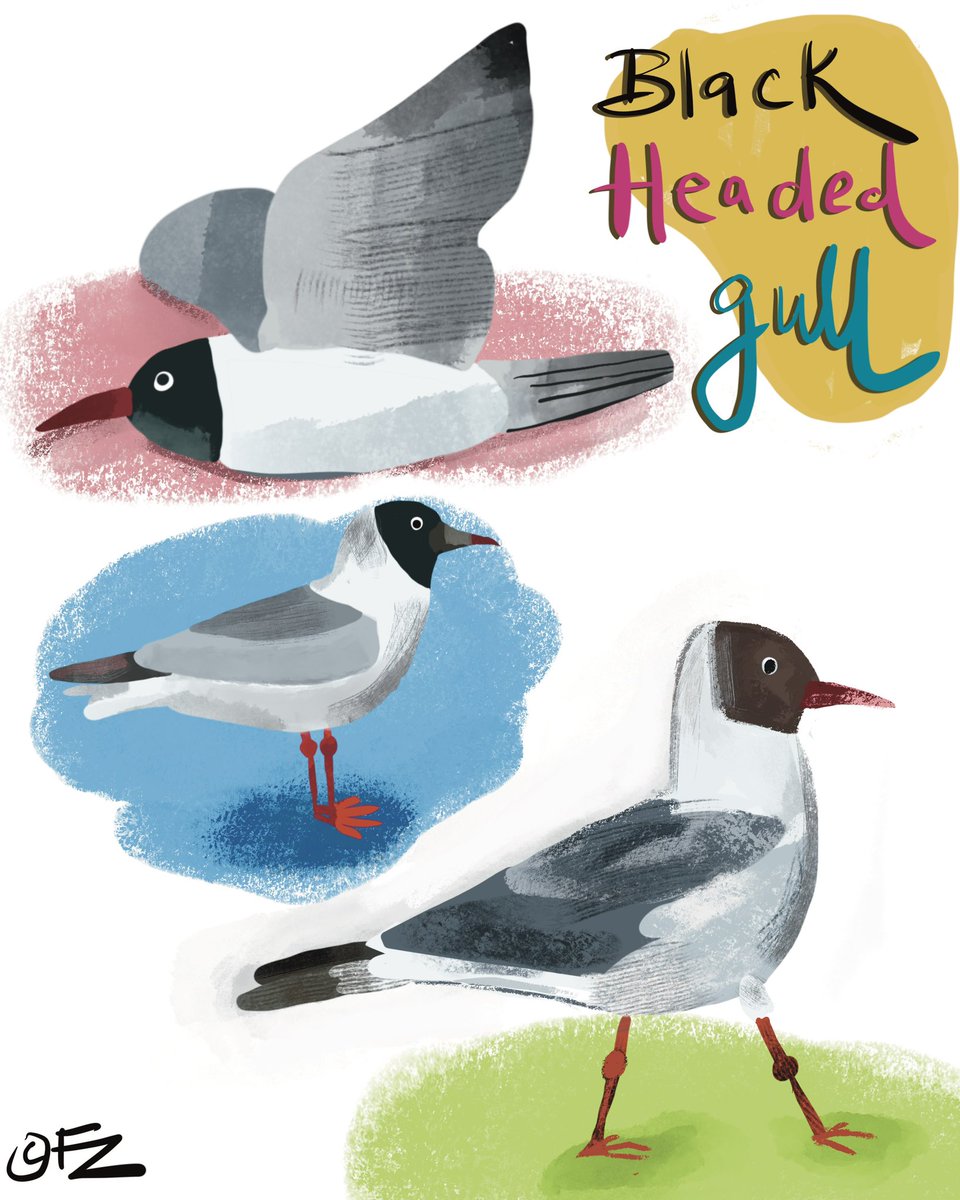 Isn’t my Black Headed Gull a cutie?!

.
.
.
#birdillustration #birbfest #birbfest2025 #procreate #ipadart #illustration