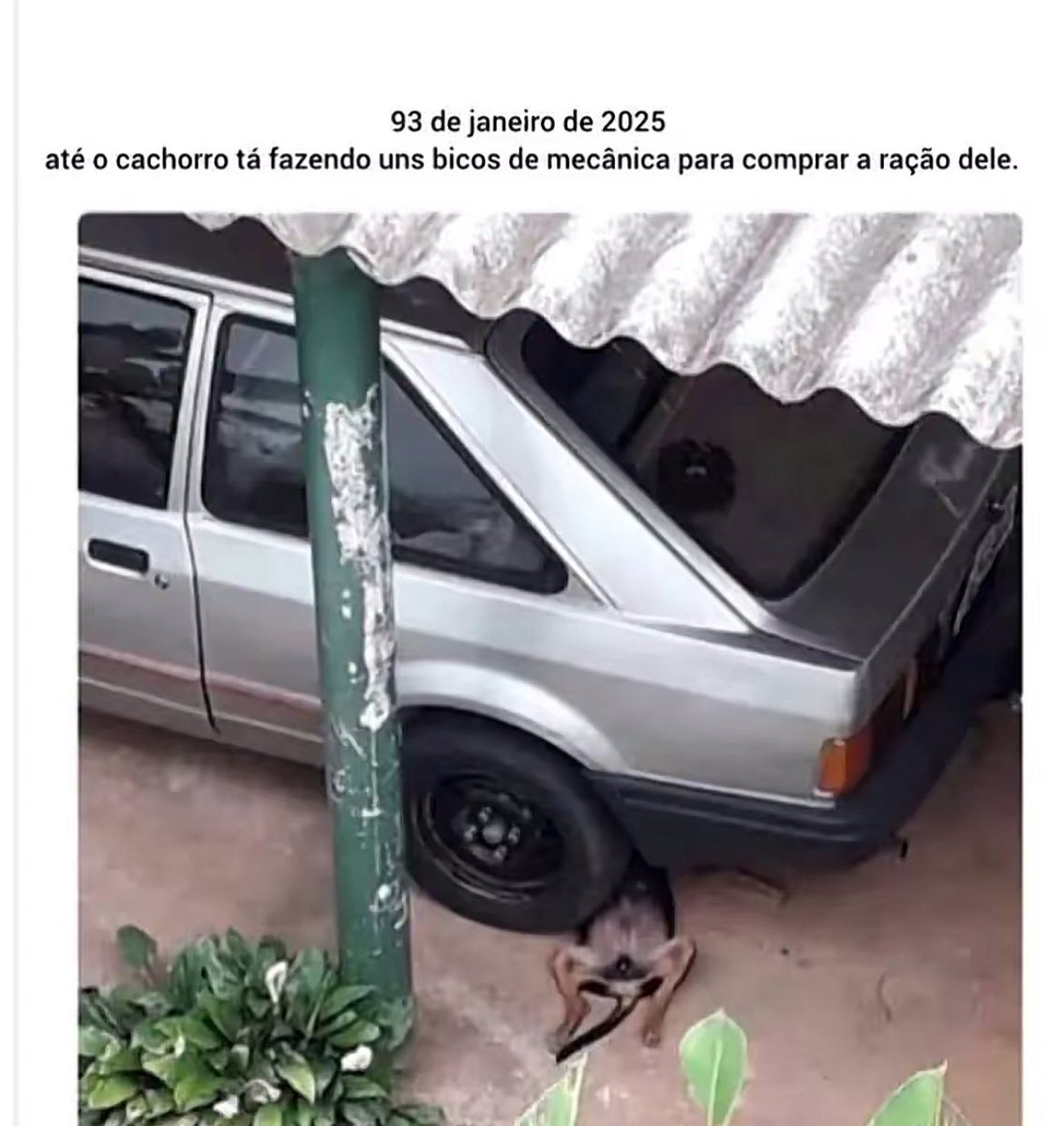 o sincero tweet media
