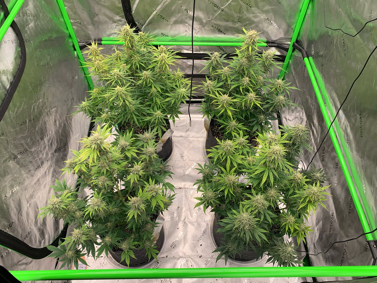GrowsOhio's tweet photo. Breeders say we only have about 5-10 days left. I say we have at least 10 if not 14. They are getting a gallon watering every other day at this point….
.
#vivosun #organic #autoflower #foxfarm #gaiagreen #loyaltothesoil #cannafam https://t.co/2P51JQEU45