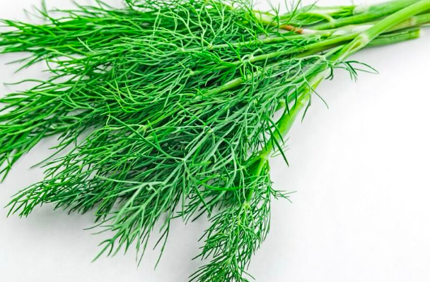 ChefLeander's tweet photo. Dill supports digestive, oral and bone health and boosts the immune system. #dill #herbs #nutrition #chefleander #homecooking #veganrecipes #nutritarianlifestyle #healthyeating #healthylifestyle #easyrecipes #portlandoregon #cookingclass #localchef https://t.co/VgckkCo41E