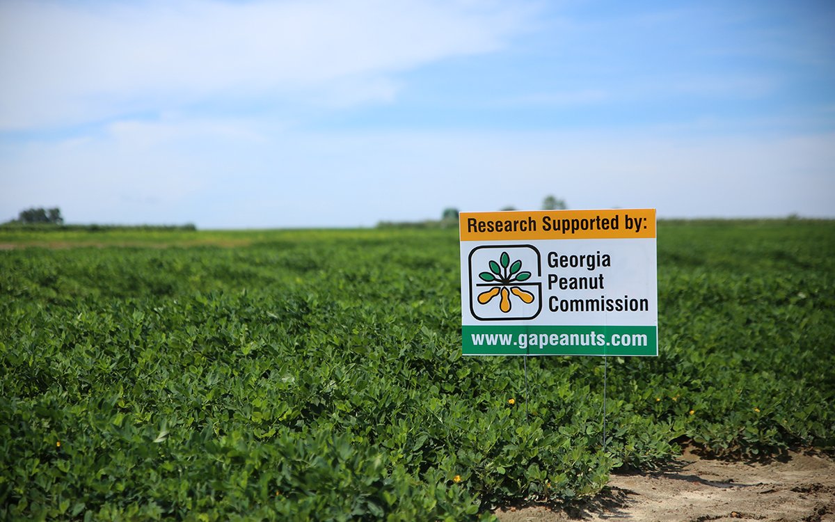 📣Mark your calendar!! GA Peanut Research Report Day is next week, Wed., Feb. 5, at 9:00 a.m. in the NESPAL seminar room on the UGA Tifton campus. 
🥜  bit.ly/4aM1TcD 
#researchreportday #peanutresearch #ugatifton #ugaextension