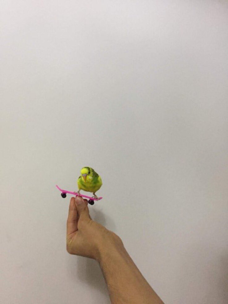 Out of Context Birds (@contextbirds) on Twitter photo 