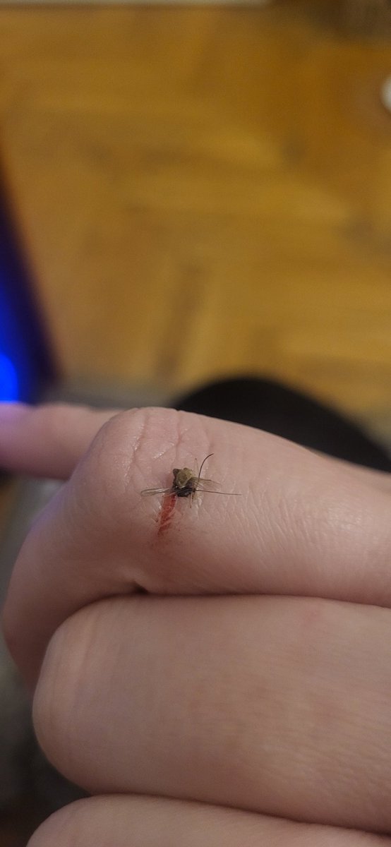 EiriYu's tweet image. Jest kurwa 30 stycznia, dlaczego komary już latają?