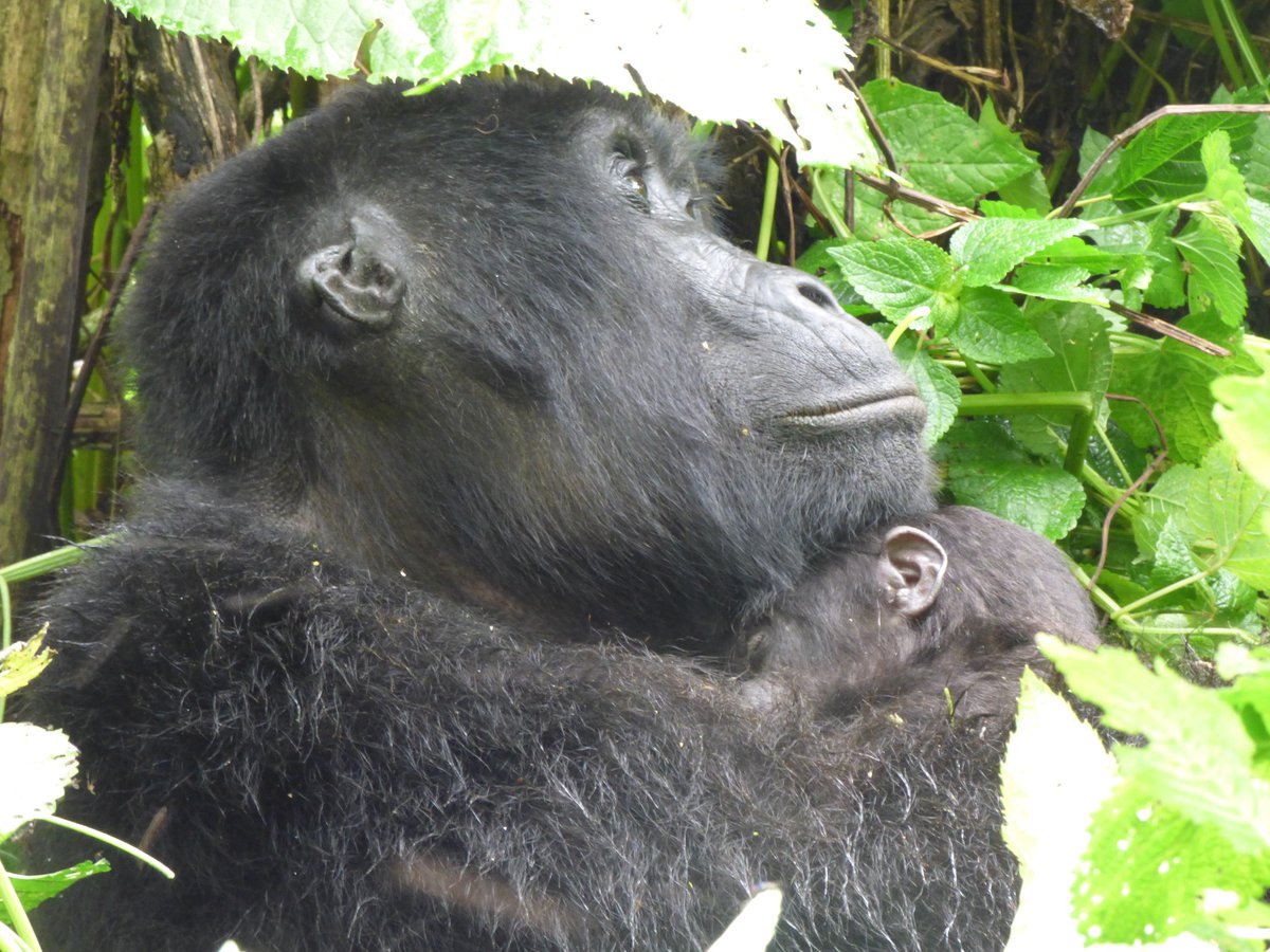 🚶‍♂️📷 Embark on the 5 Days Remarkable Rwanda Safari in Volcanoes National Park with TrekGorilla Safaris. Witness the beauty of Rwanda and its incredible wildlife. More info at trekgorillasafaris.com/5-days-remarka……  or call +256 752 134 826. #Safari #adventure #RHOP #NUFC #Trump