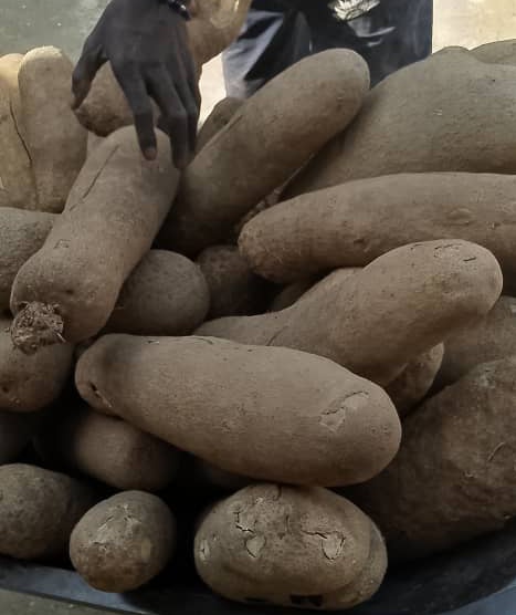 jayRit's tweet photo. Better benue white Yam! 2k per tuber..... Cheap cheap hurry before dollar go up😄 https://t.co/XT9Nxb1x99