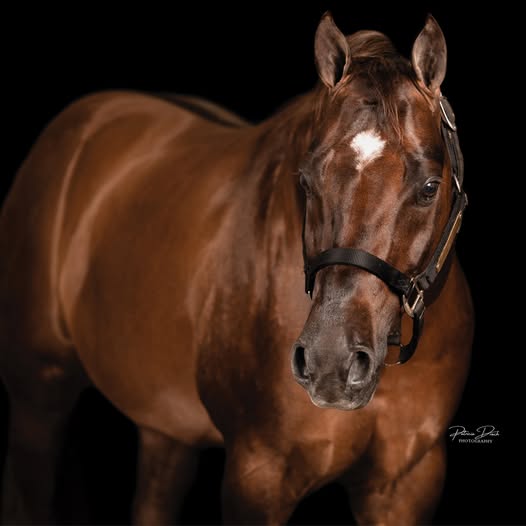 FarmPaint's tweet image. Turn Down For What is a beautiful stud standing at
ThorSport Farm, where our friends specialize in breeding #winning quarter and paint horses in western disciplines. Contact meubanks@thorsportfarm.com for more information! bit.ly/StallionTDFWTh…
