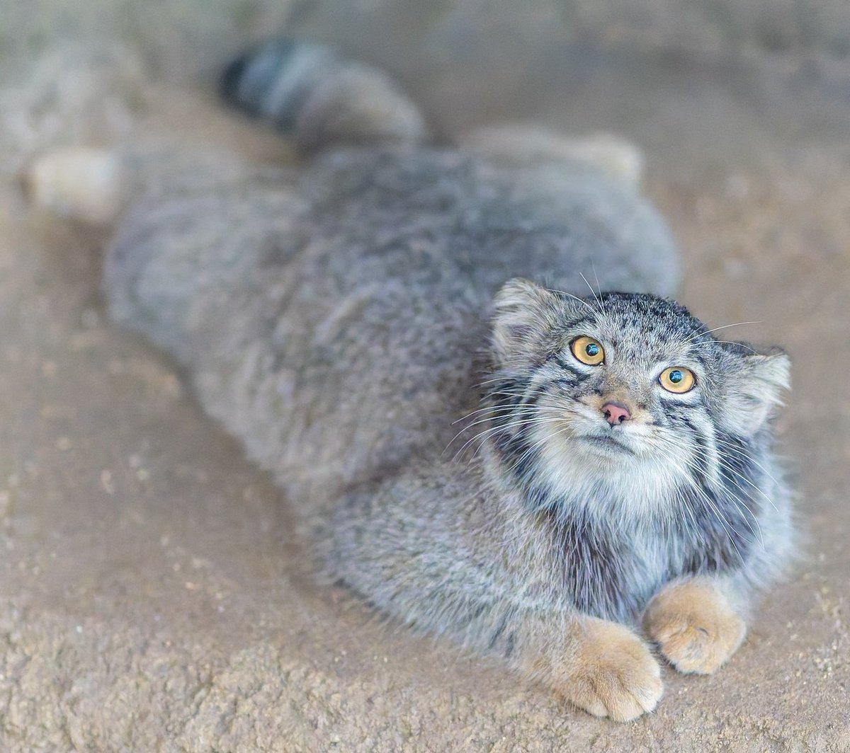 ぺったんこ
おはようございマヌル
#オト #マヌルネコ #神戸どうぶつ王国