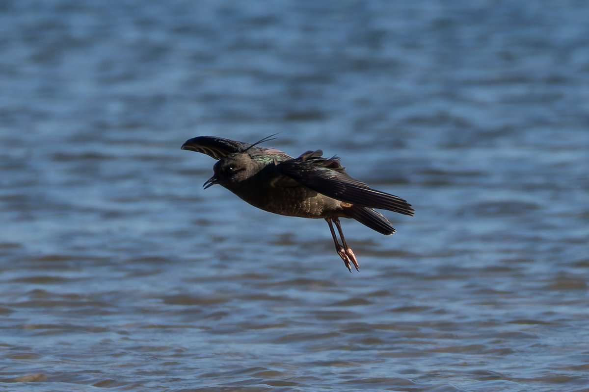 gninwoDeoJ's tweet image. Wow! What a stunning bird, a melanistic lapwing in Little Marlow. It seems the whole plumage is the beautiful, iridescent black feathers found on a normal lapwings back. @bucksbirdnews @bucksbirdclub