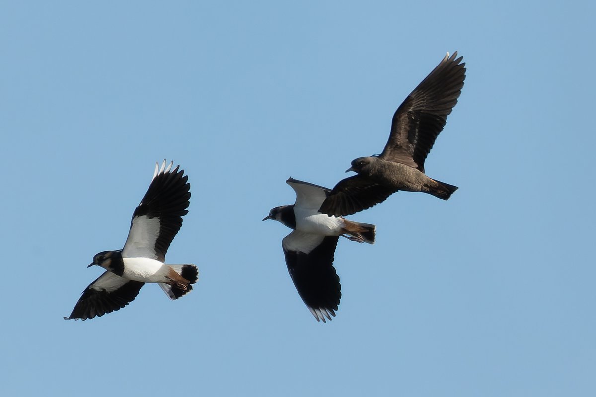 gninwoDeoJ's tweet image. Wow! What a stunning bird, a melanistic lapwing in Little Marlow. It seems the whole plumage is the beautiful, iridescent black feathers found on a normal lapwings back. @bucksbirdnews @bucksbirdclub