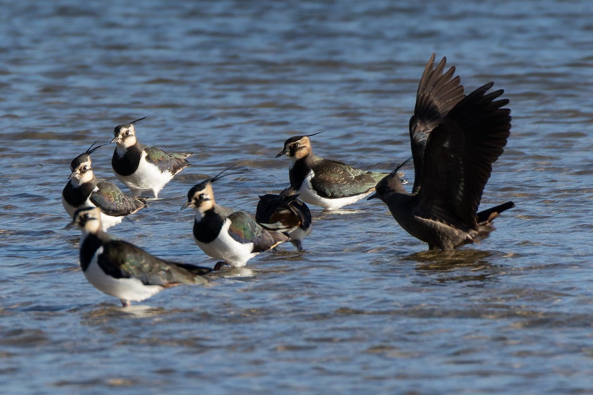 Joe (@gninwodeoj) on Twitter photo Wow! What a stunning bird, a melanistic lapwing in Little Marlow. It seems the whole plumage is the beautiful, iridescent black feathers found on a normal lapwings back. <a href="/bucksbirdnews/">Bucks Bird News</a> <a href="/bucksbirdclub/">bucks bird club</a> Wow! What a stunning bird, a melanistic lapwing in Little Marlow. It seems the whole plumage is the beautiful, iridescent black feathers found on a normal lapwings back. <a href="/bucksbirdnews/">Bucks Bird News</a> <a href="/bucksbirdclub/">bucks bird club</a>