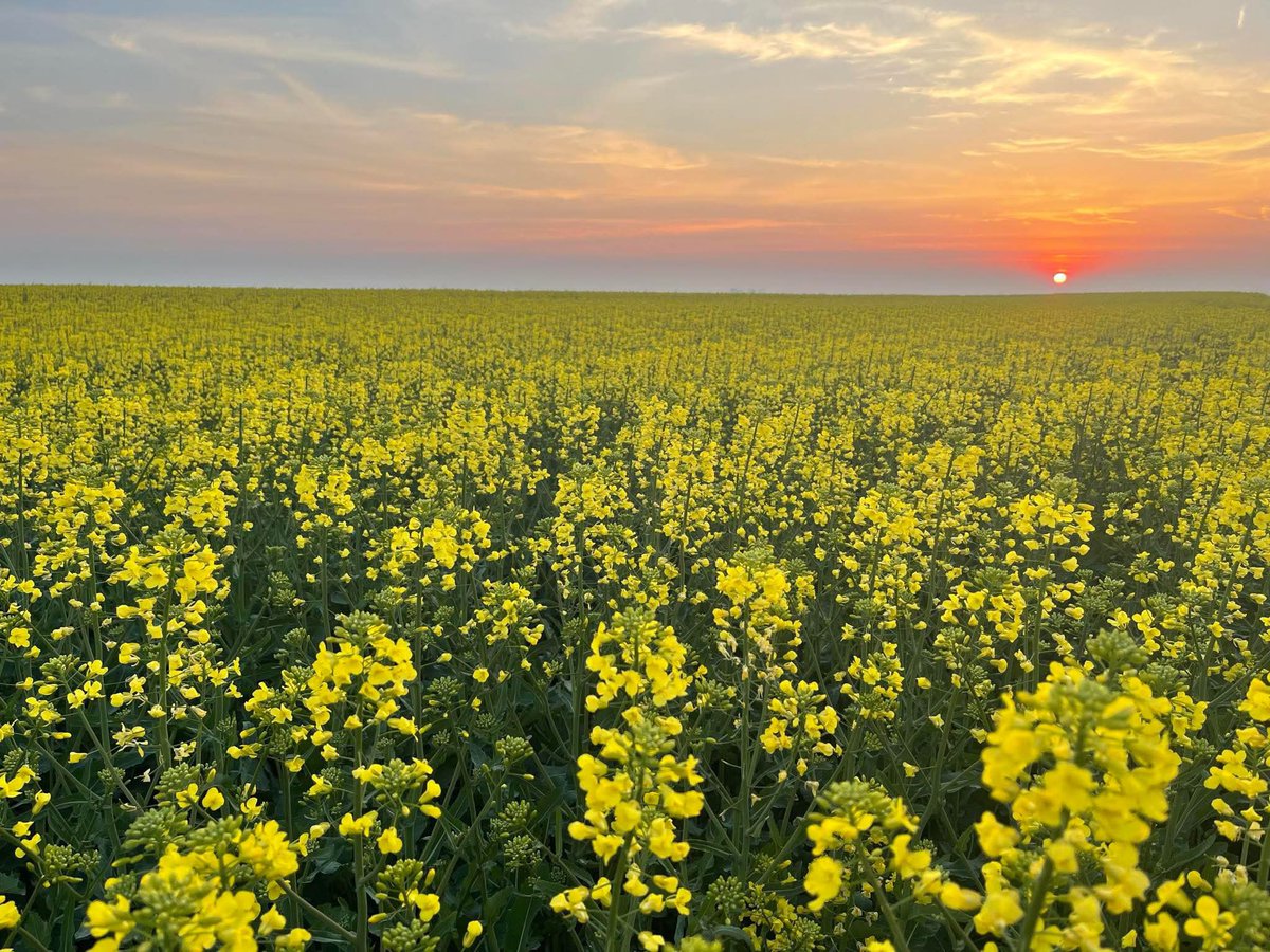 Frank Waugh, CBM KAKE 🐍 🐢=🌧️ tweet media