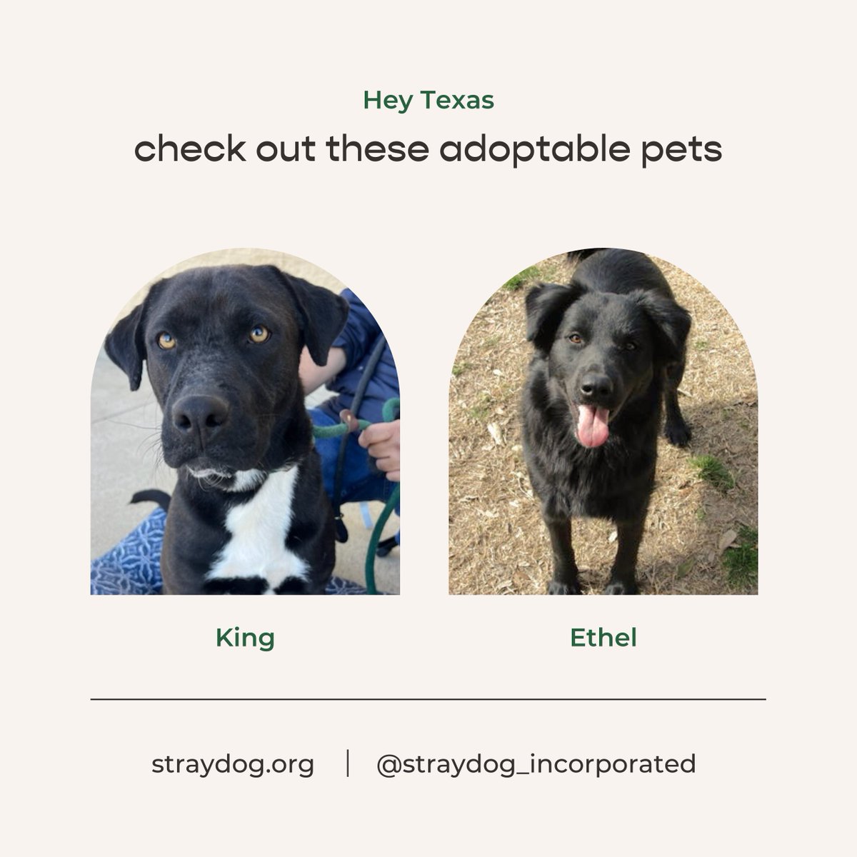 Freshpet's tweet image. Introducing our pets of the month from Straydog Inc! King and Ethel are looking for their forever homes, and they&apos;d love the chance to meet you! 💚  #adoptablepets