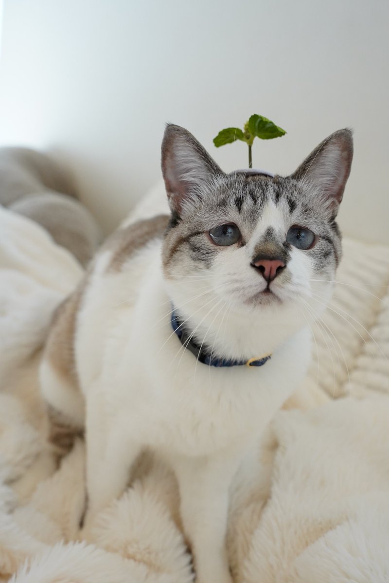 はっぱのピン貰ったのでつけてみたら、全然ピンの存在に気付いてなくて