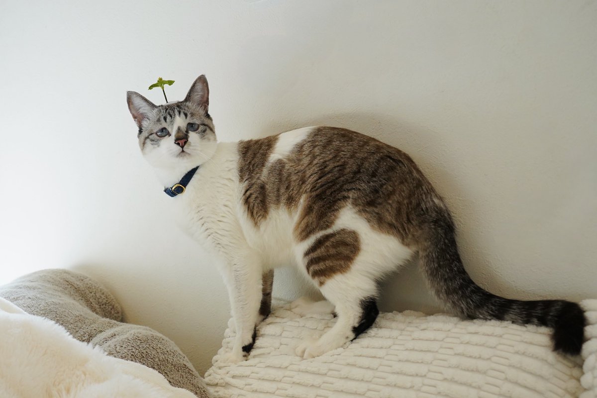 はっぱのピン貰ったのでつけてみたら、全然ピンの存在に気付いてなくて