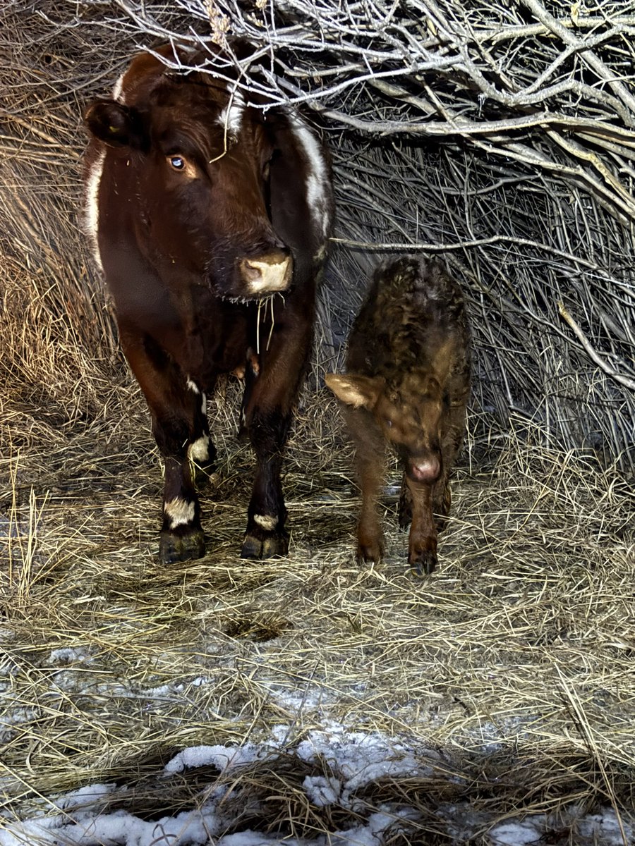 LorneHarrison's tweet photo. And it begins….. calving 2025! 
Glad he chose today to be born and not tomorrow! 😂 https://t.co/jrpDgFB4fk