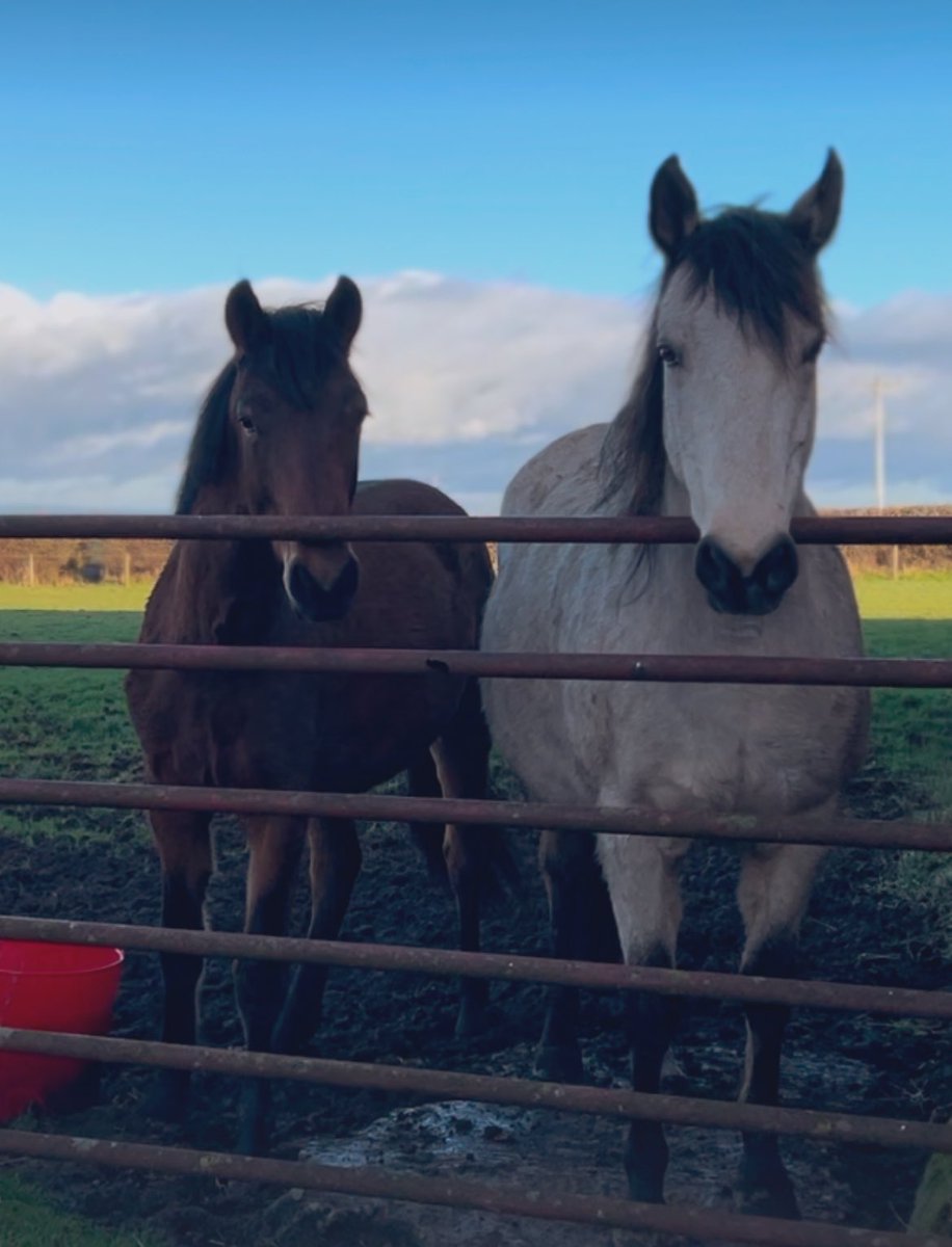 Lovely to have blue skies and sun on the horses backs today. A calm day too. Donnacha turns 2 on Valentines Day, he’s here with his Mum keeping her company since we weaned his sister in Nov. Pearl is actually stood on a concrete base, he’s in the mud, so you can see he’s tall!