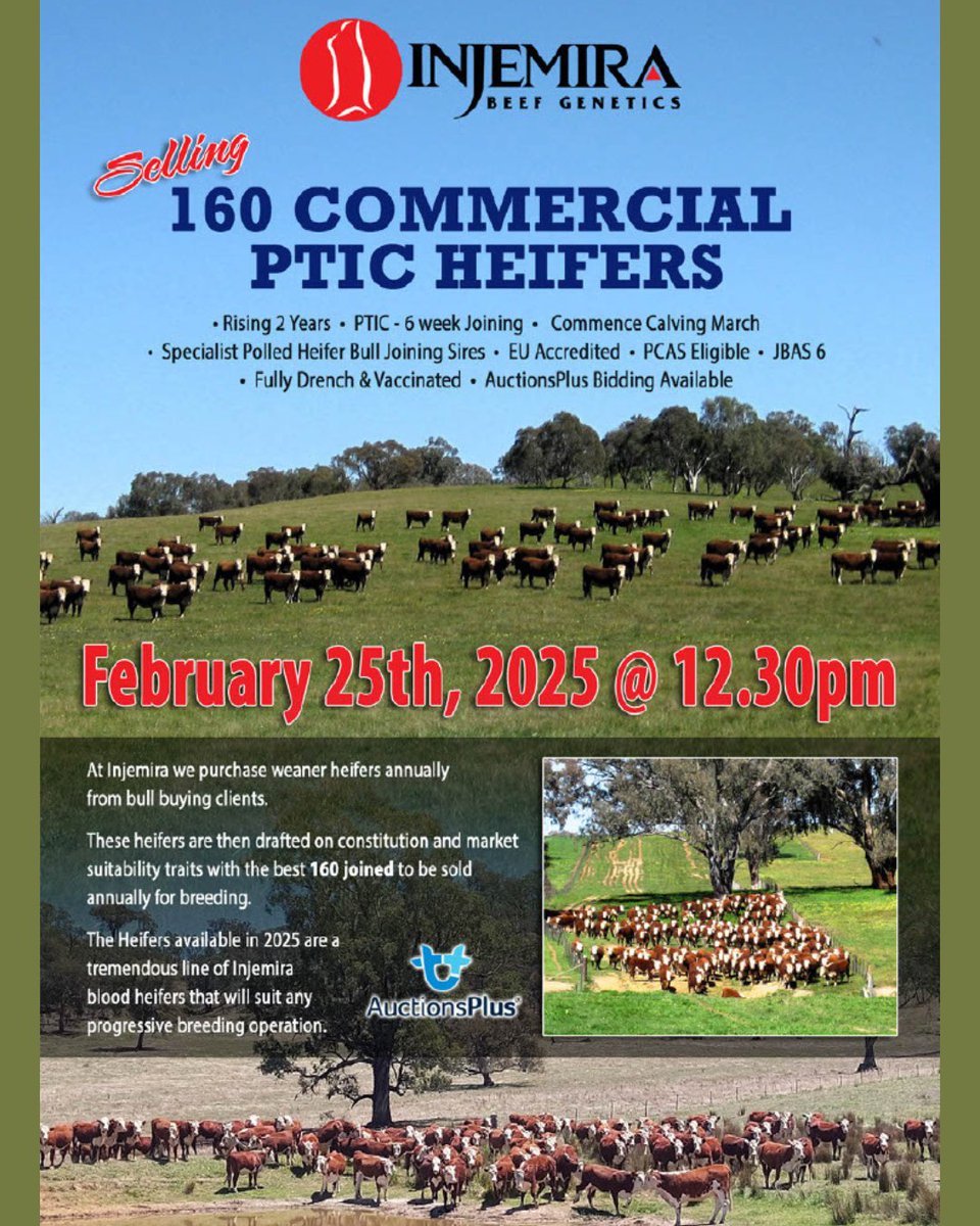 📢 Do not miss this! 📢
🔥 Tuesday 25 February 2025 | 12:30 PM 🔥
🚨 160 Commercial PTIC Heifers on offer at the 54th "Industry Proven" Annual Production Sale 
📍 Injemira Beef Genetics – injemira.com.au/injemira-heref…
