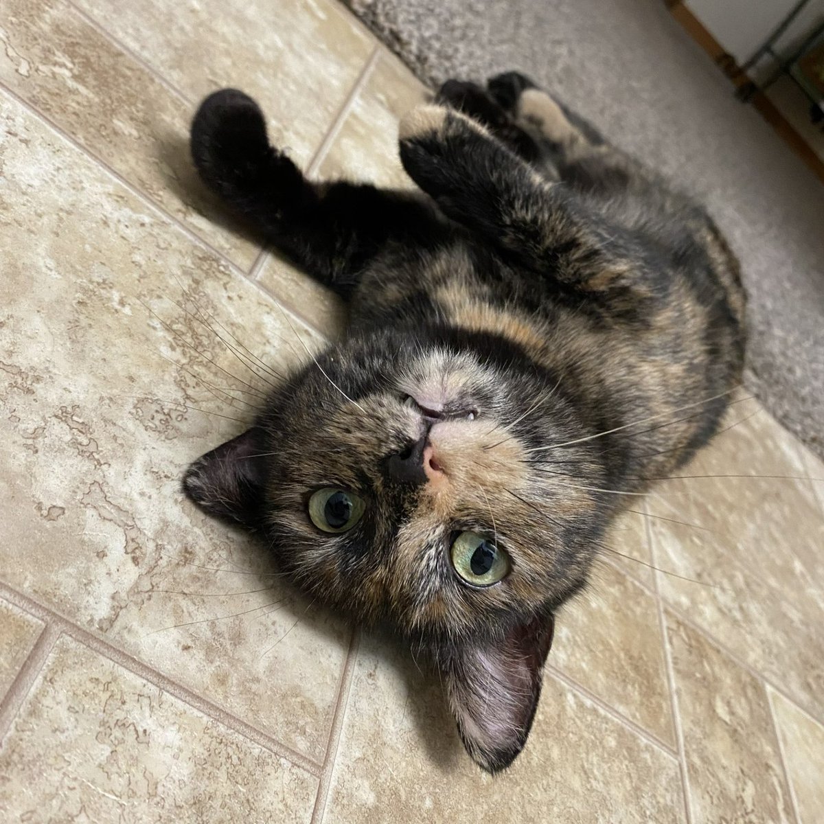 sfadopt's tweet photo. At the shelter, Yule was a quiet, reserved girl.  She was waiting for the right person to help her shine.
The moment Yule stepped into her new home she came out of her shell almost immediately! It was as if she knew she was finally where she belonged. https://t.co/fQPS4VLshg