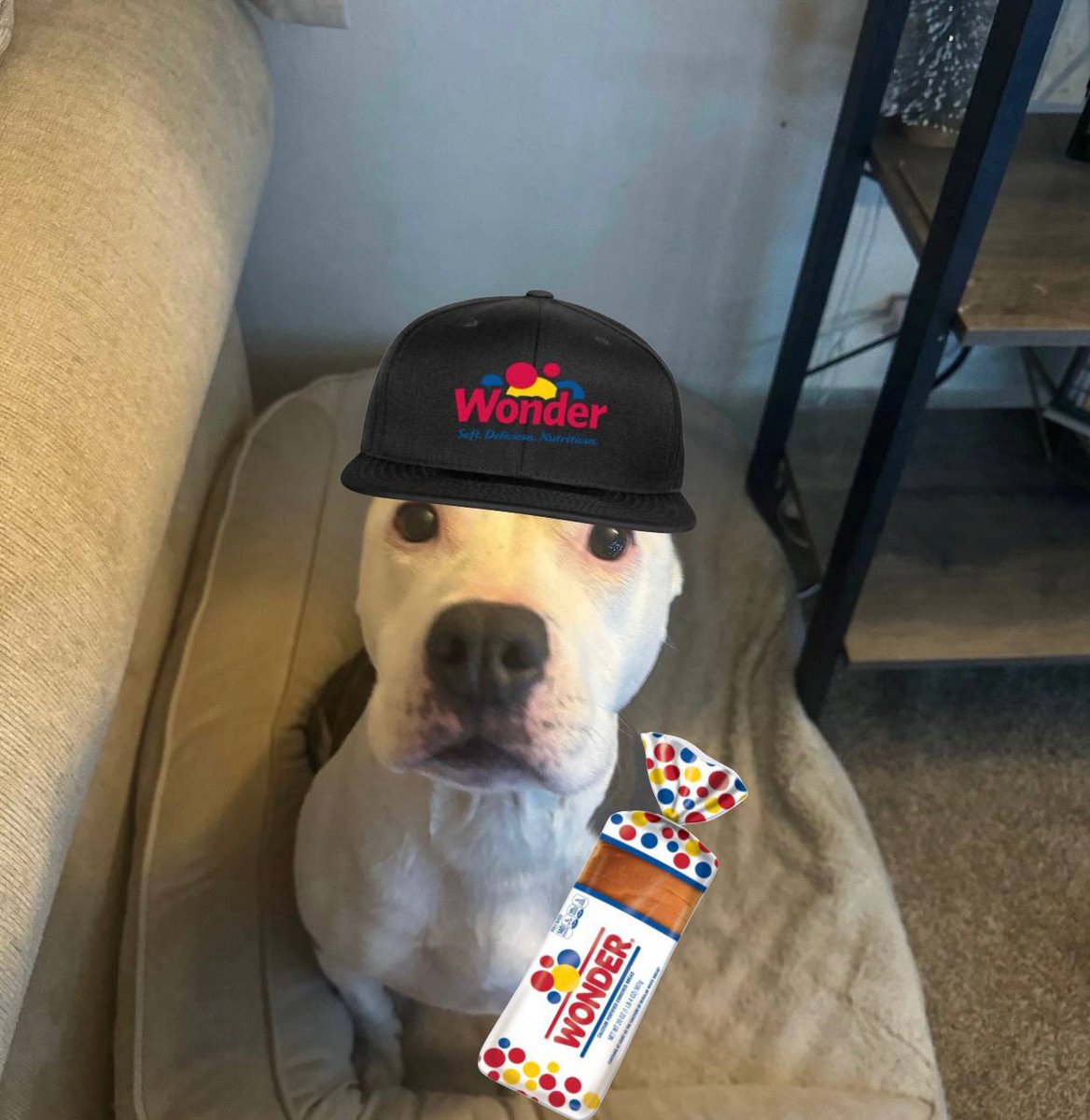 SirFox777 tweet media