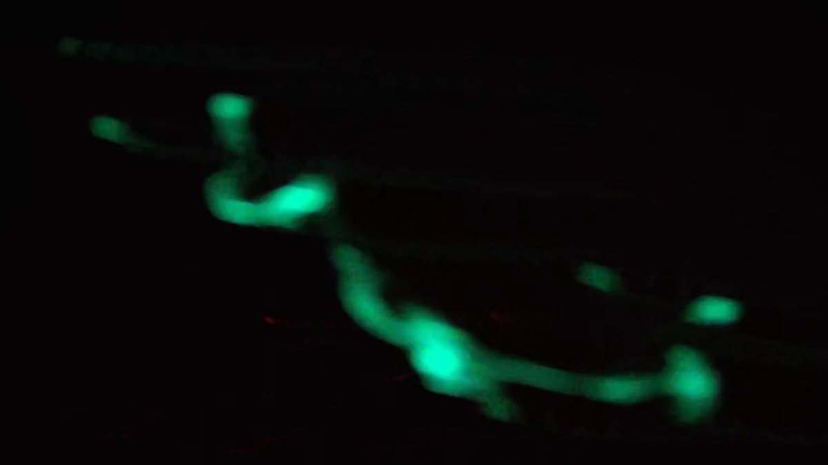 ThomLinley's tweet photo. A #bioluminescent #psudomorph captured by #ProjectESCA.

Many animals use light to distract a predator. Some bind it in mucose to give it a shape. Like throwing your shadow so you can get away.

#antarcticclimateconnections

@ALCESonline 
@Te_Papa 
@SchmidtOcean 
@PureOceanFund https://t.co/8CEQ6wiBJK