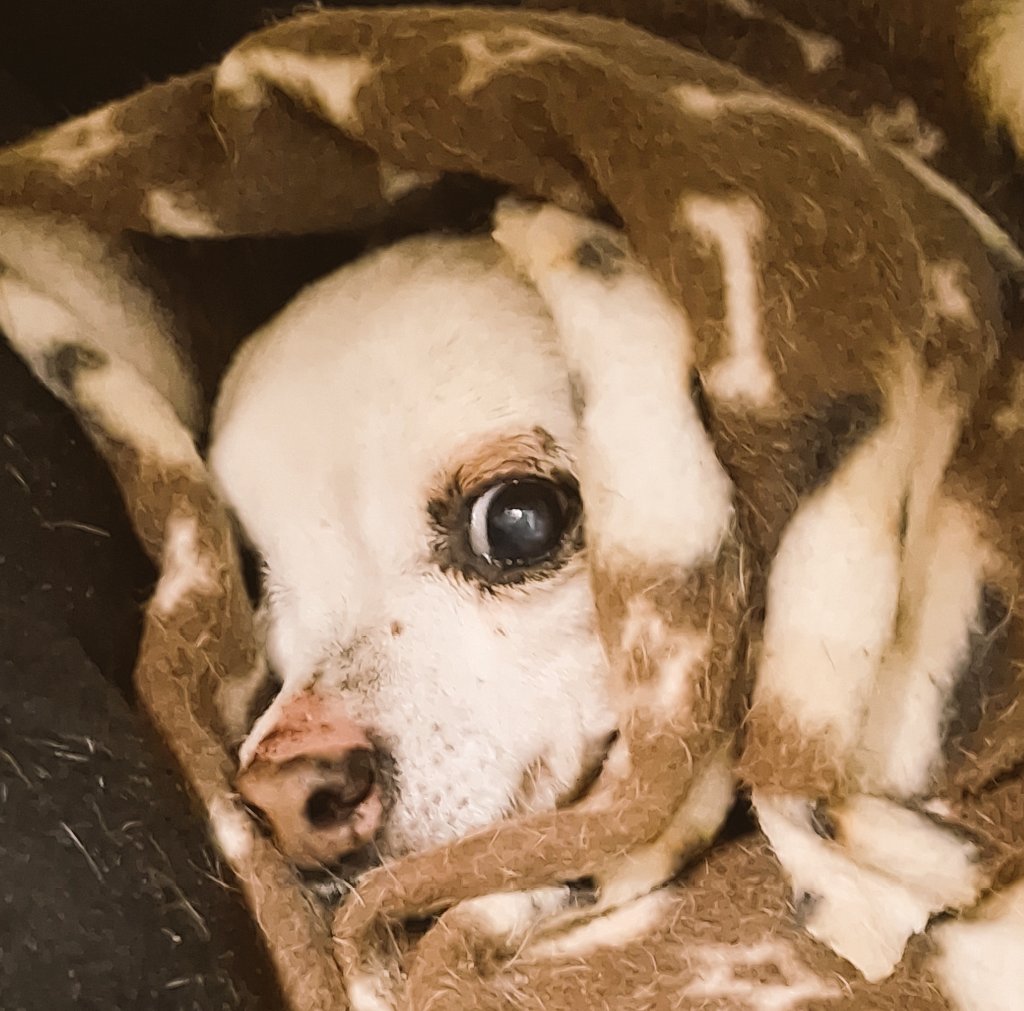 Por favor pidan por la salud de Pocky, desde el lunes se encuentra mal de salud, (hígado) está en el hospital.
No puedo pensar en otra cosa más que en que se recupere, verlo feliz otra vez y ladrándome cuando no me apuro con la comida, tengo el alma en un hilo💔Pocky bebé🙏