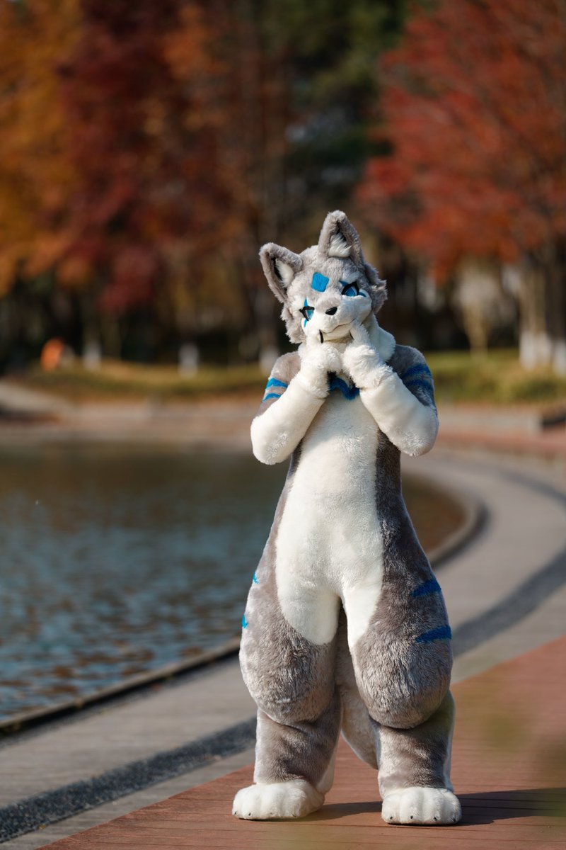 #FursuitFriday
新的一年，笑口常开哦～
🐺🔷☺️
📷<a href="/tannfoto/">塔恩tann</a>