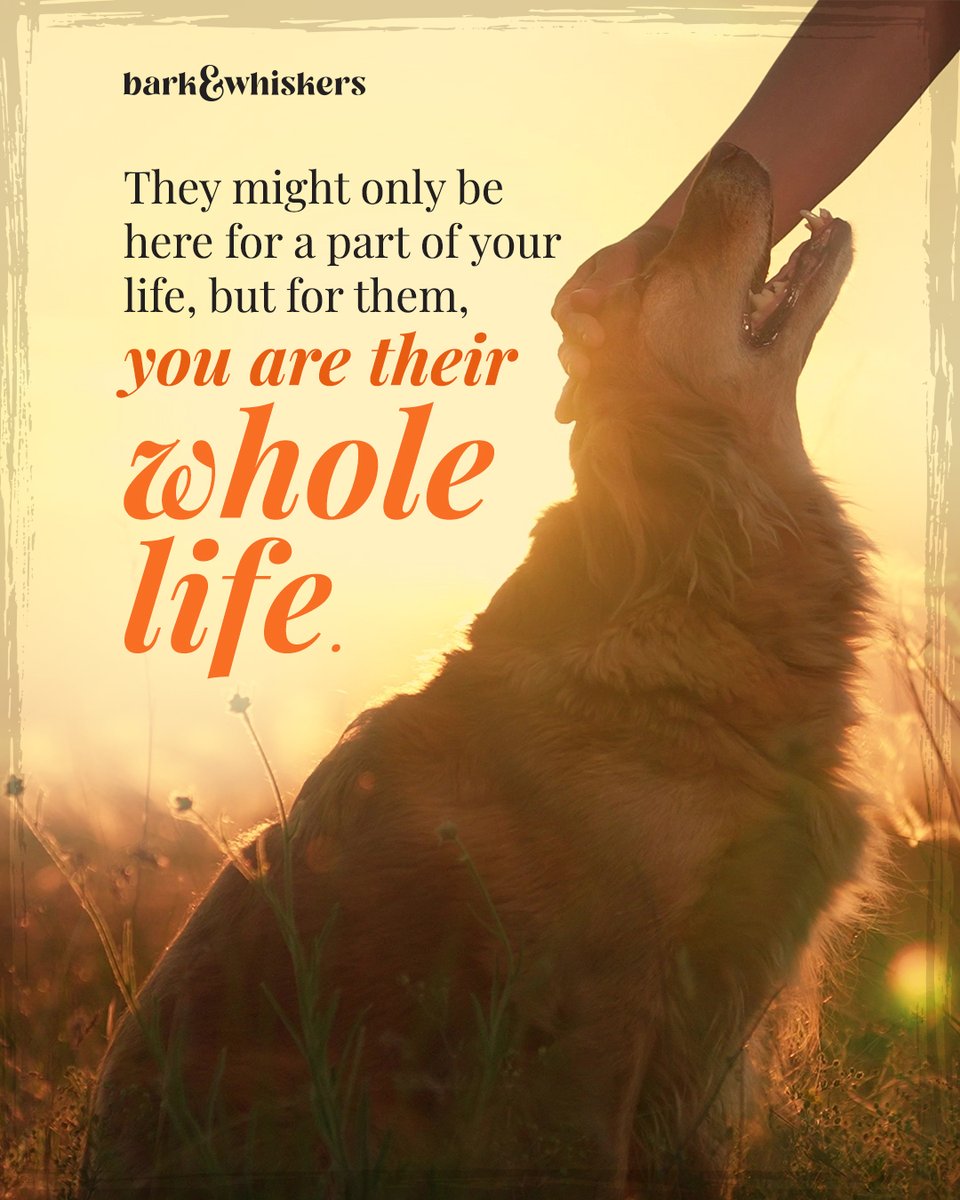 bark_whiskers's tweet photo. Cherish every moment with your loyal canine companion. ๐๐
#PetLovers #PetsOfFacebook #Pet #Dog #DogLover https://t.co/cn9IdyY9Wh