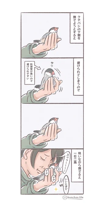 吸いながら撫でる
#文鳥 
#4コマ漫画 