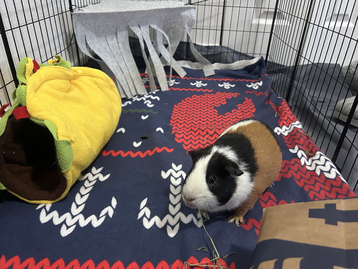 sfadopt's tweet photo. When Billy first arrived in his new home, he was a little shy, unsure of his surroundings, and taking his time to settle in. He’s proof that sometimes, all it takes is a little time to help a small pet feel at home. https://t.co/k8zdSOtEfx