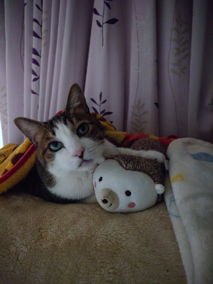 Jelicle88's tweet photo. 我が家のお姫様ですにゃ🥰
＃第1回ハシドラねこ自慢フォトコンテスト
＃猫フォトコンテスト https://t.co/EkdZop0Jb6