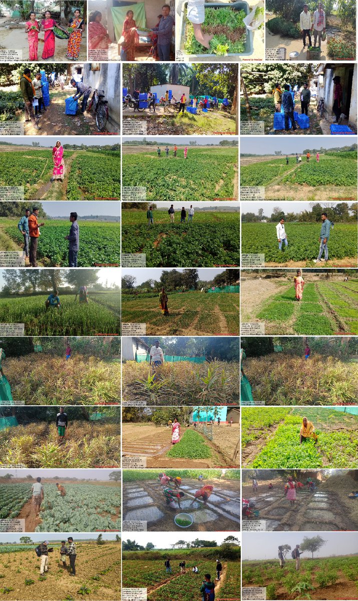 thdkalahandi's tweet photo. Activities showcasing Horticulture training to potential farmers, Onion, Vegetables, Potato, Ginger cultivation, distribution of Marigold saplings to WSHGs etc. in APC  villages  in Jharigaon block of Nabarangpur district.@Horticulture67n @DMnabarangpur @BDO_JHARIGAM @apc_program https://t.co/xGoojeRbJ6