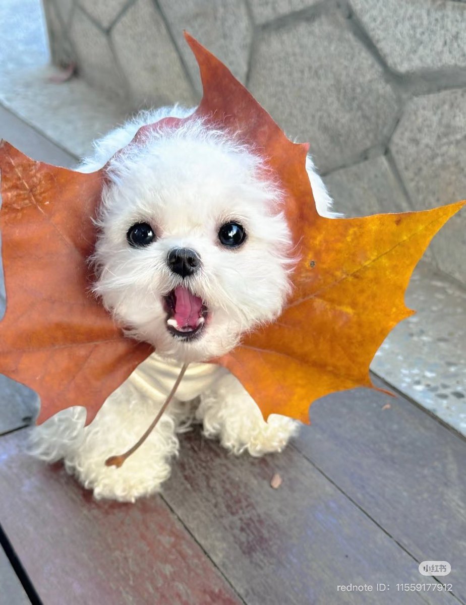 twaniimals's tweet photo. https://t.co/cCggyHej29
