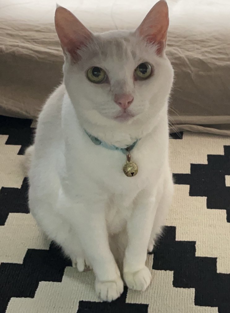 Hyuma_white's tweet photo. #拡散希望　#白猫　#迷子猫　#動物愛護センター　#荒川警察署　#保健所　#荒川区　#台東区　#北区　#千住　#町屋　#清掃局
名前 ひゅうま
毛色 白
性別 オス
年齢 15才
体重 5kg
去勢の有
水色の首輪　金色の鈴
マイクロチップ挿入の有
失踪日時　1/24（金）朝5:00〜
失踪場所住所 荒川区東日暮里2 https://t.co/4kJskXQ0AC
