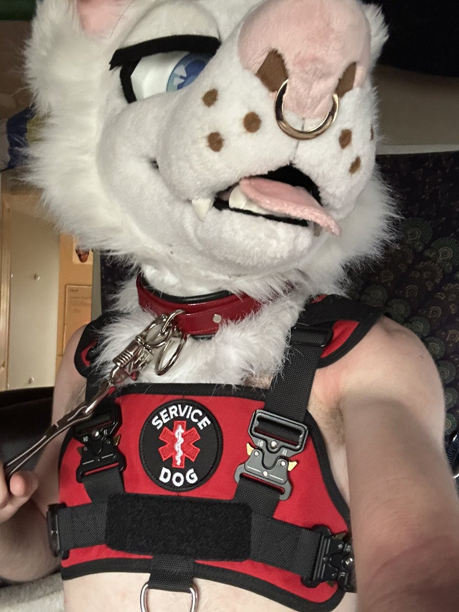 C R U S Hπ (@crushtufts) on Twitter photo Iβm officially a service dog!!
Thankyou <a href="/RuffLeather/">Ruff Leather</a> for the minting of this fine piece Iβm officially a service dog!!
Thankyou <a href="/RuffLeather/">Ruff Leather</a> for the minting of this fine piece
