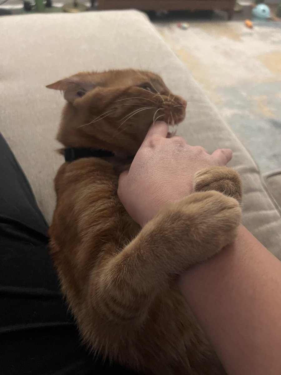 StadiumStephy's tweet photo. Jackson’s 2 moods:
☑️ Sweetest lil puffy Cheeto on the planet
☑️ Absolute chaos goblin
There is no in between and sometimes they both happen within a 1 minute time span 😂💀 #catthings https://t.co/bF5mEF6nAv