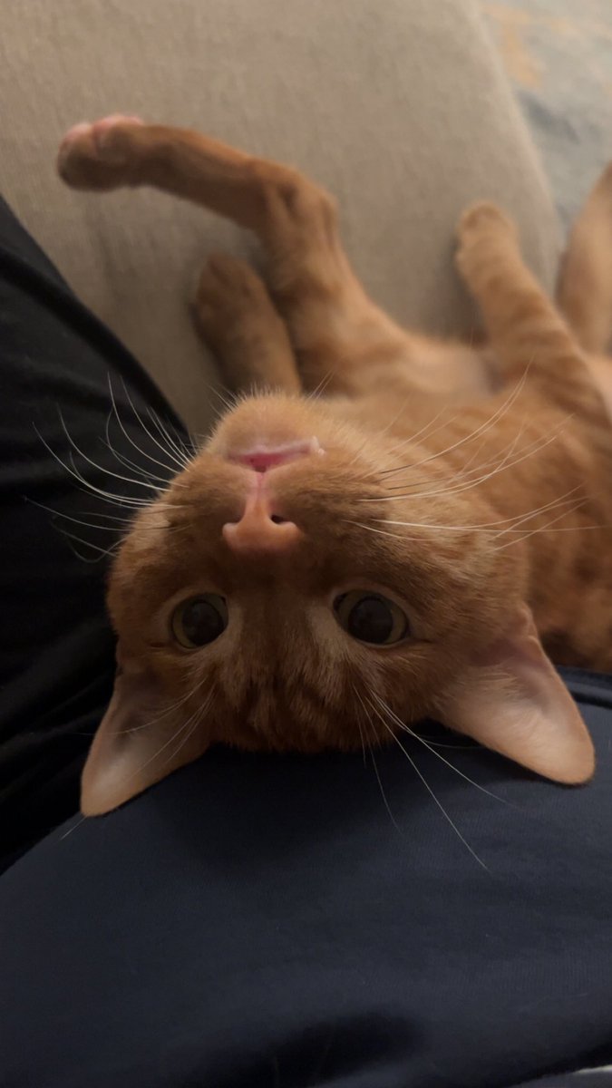 StadiumStephy's tweet photo. Jackson’s 2 moods:
☑️ Sweetest lil puffy Cheeto on the planet
☑️ Absolute chaos goblin
There is no in between and sometimes they both happen within a 1 minute time span 😂💀 #catthings https://t.co/bF5mEF6nAv