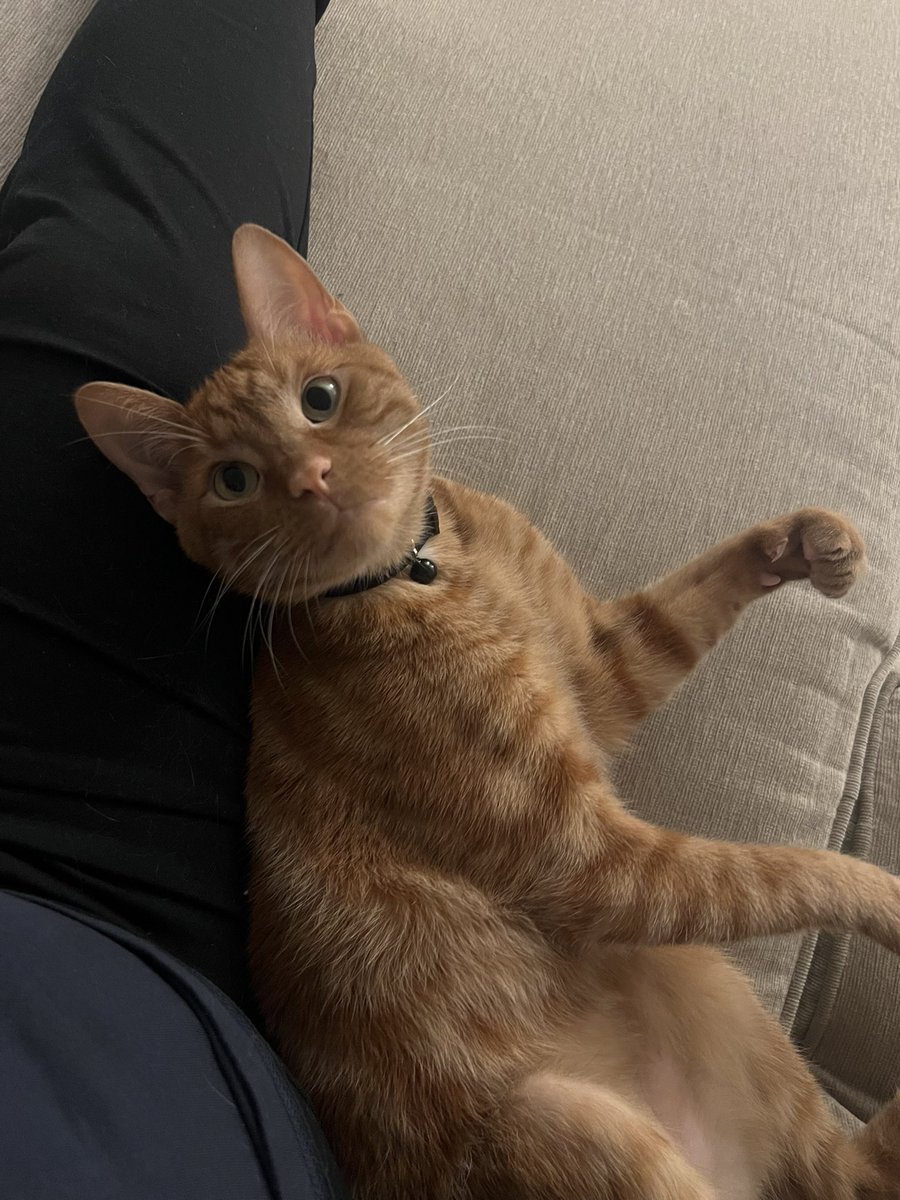 StadiumStephy's tweet photo. Jackson’s 2 moods:
☑️ Sweetest lil puffy Cheeto on the planet
☑️ Absolute chaos goblin
There is no in between and sometimes they both happen within a 1 minute time span 😂💀 #catthings https://t.co/bF5mEF6nAv