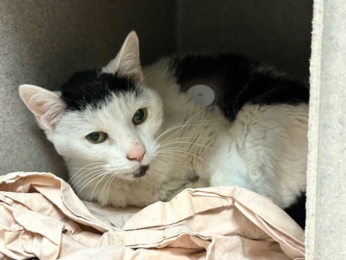 NYC's DEATH ROW CATS tweet media