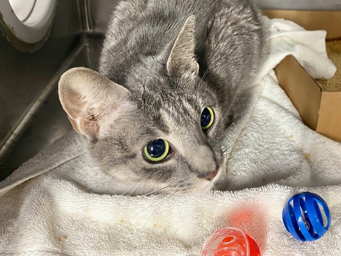 NYC's DEATH ROW CATS tweet media