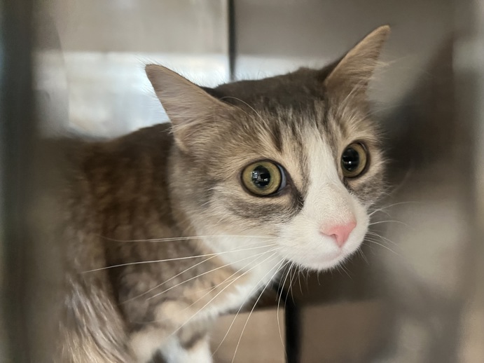 NYC's DEATH ROW CATS tweet media