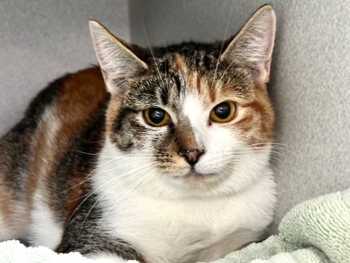 NYC's DEATH ROW CATS tweet media