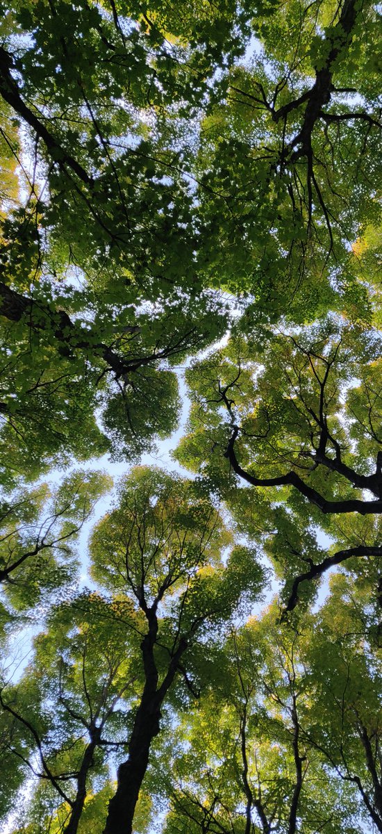 In harmony, yet apart, the tree branches' gentle tips dance in the forest breeze, never touching, yet forever connected.

Forestbathing #artinnature