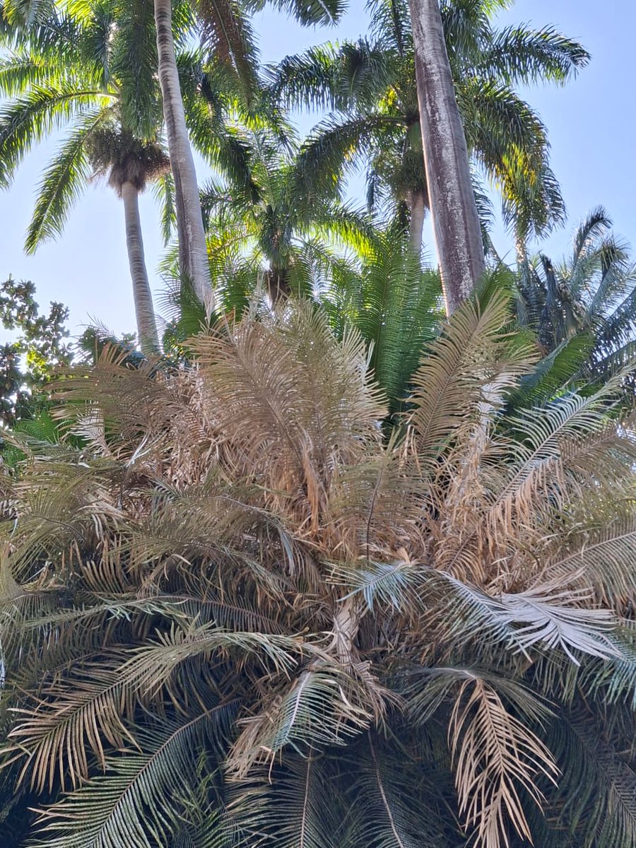 RoostersWorldja's tweet image. Please remember to check your Sago Palm and your Card Board Box plant for the Cycad scale insects. If your plant is infected please start treatment as the tree could die in less than a year. Just check the number of trees that died in Florida.
#Roostersworldja #SagoPalm