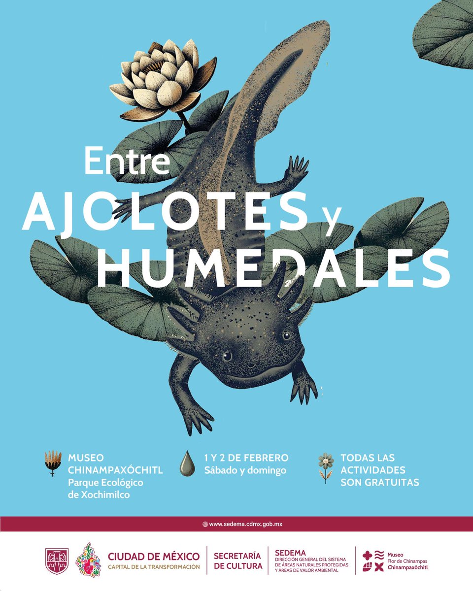 SEDEMA_CDMX's tweet photo. En el Día del Ajolote y los Humedales, sumérgete en la riqueza de Xochimilco con charlas, arte y recorridos que exploran la memoria y conservación de su ecosistema vivo.

📅 1 y 2 de febrero | 📍 Museo Chinampaxóchitl, Parque Ecológico de Xochimilco

Entrada libre.

1/4 🧵 https://t.co/Pr0h2HU6Mk